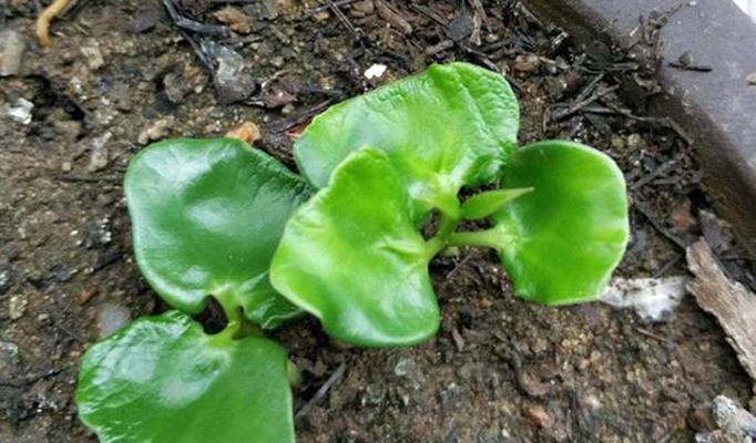 腊梅花种子怎么种植？种植过程中应注意哪些问题？