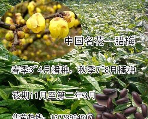 腊梅花种子怎么种植？种植过程中应注意哪些问题？