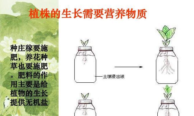 腊梅花种子种植方法是什么？如何确保高成活率？