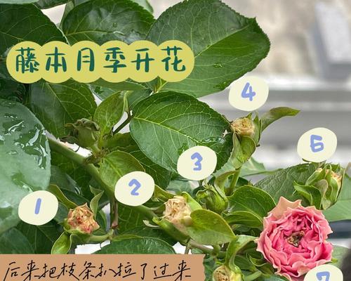 月季春化是什么意思？如何正确进行月季春化过程？