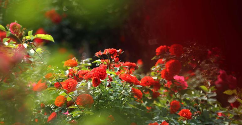 月季花花语是什么？如何用月季花表达爱意？