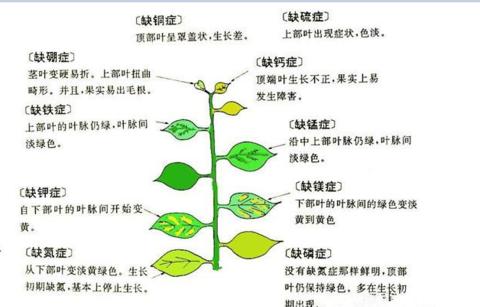 腊梅上盆的最佳时间是什么时候？如何正确养护腊梅？