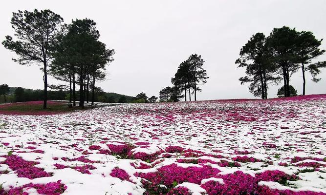 芝樱的花语是什么？它的名称由来有何含义？