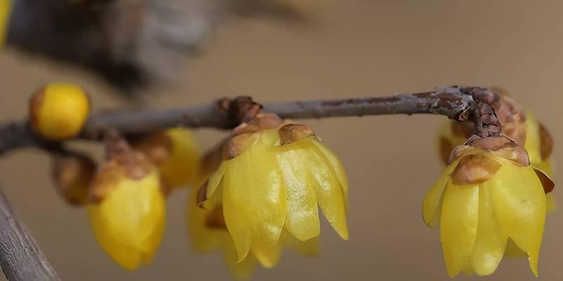 腊梅通常在什么时候开花？冬春季节开花的常见问题解答？