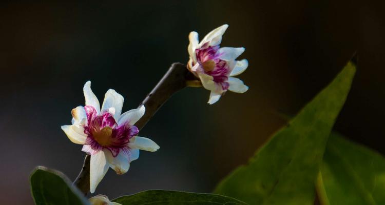 腊梅长花苞的时间是什么时候？如何促进花苞生长？