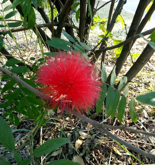 朱缨花的花语是什么？它象征着什么意义？