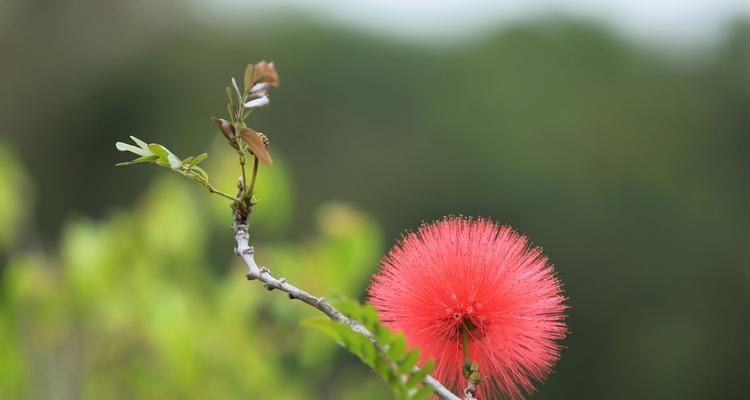 朱缨花的花语是什么？它象征着什么意义？