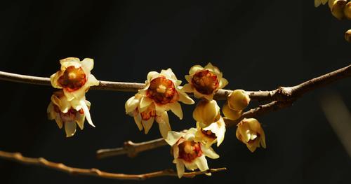 腊梅通常在哪个季节开花？如何识别腊梅的花期？