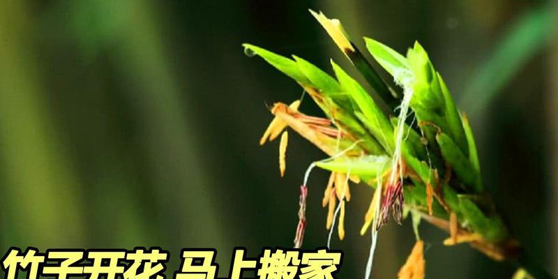 竹子开花预示着什么意思？竹子开花背后的含义是什么？