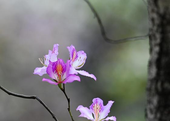 紫荆花语是什么？紫荆的传说有哪些？