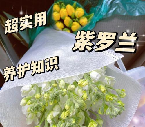 紫罗兰的花语是什么？如何正确养护紫罗兰？