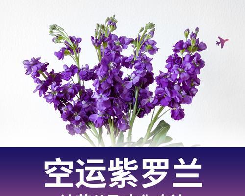 紫罗兰的花语是什么？如何正确养护紫罗兰？