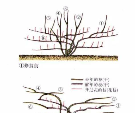 腊梅芽接的最佳时间是什么时候？如何进行腊梅芽接的技术操作？