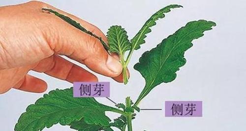 腊梅芽接的最佳时间是什么时候？如何进行腊梅芽接的技术操作？