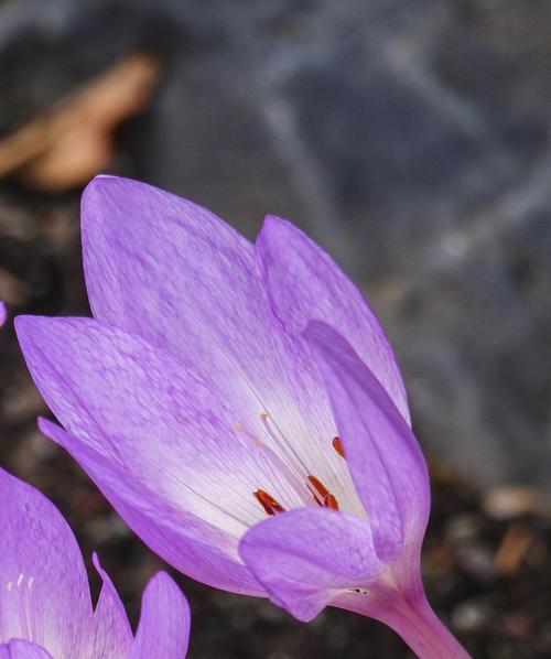 紫色的花代表什么？紫色花卉的象征意义是什么？