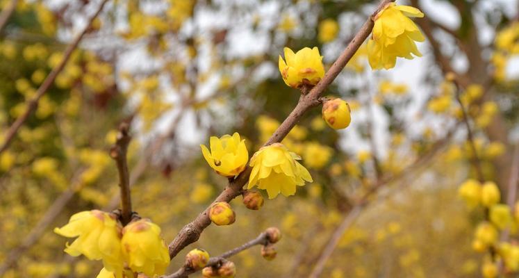 腊梅一年开几次花？如何正确养护以促进开花？