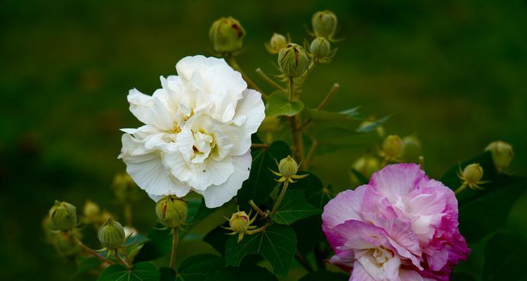 芙蓉花代表什么意思？芙蓉花的花语和象征意义是什么？