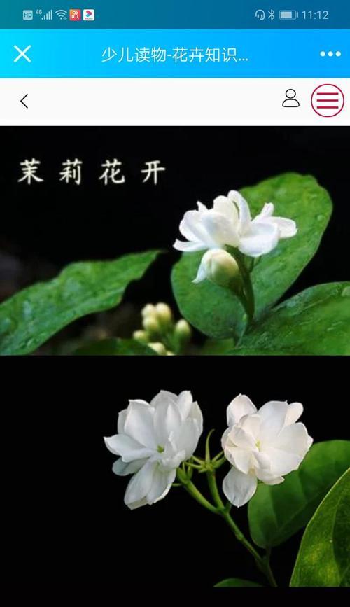 茉莉花长什么样？它的象征意义是什么？