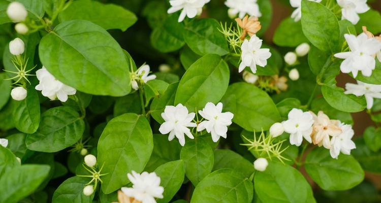 茉莉花代表什么意思？茉莉花的花语和象征有哪些？