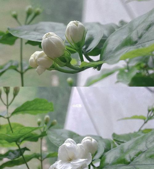 茉莉花代表什么意思？茉莉花的花语和象征有哪些？