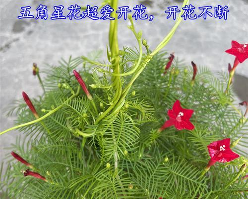 茑萝花语是什么？如何融入植物文化中？