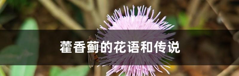 藿香蓟花语是什么？它的传说有哪些？