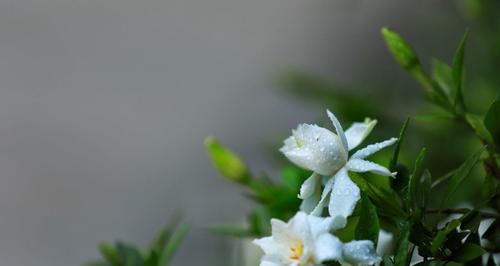 栀子花花语是什么意思？栀子花代表了哪些情感表达？