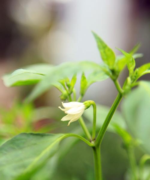 辣椒会开花吗？属于开花植物的特性是什么？