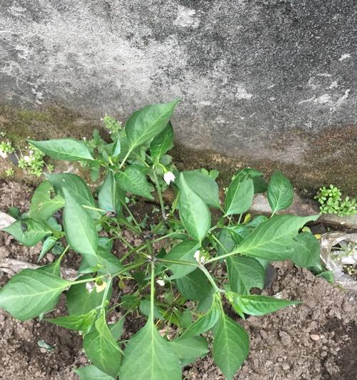 辣椒会开花吗？属于开花植物的特性是什么？