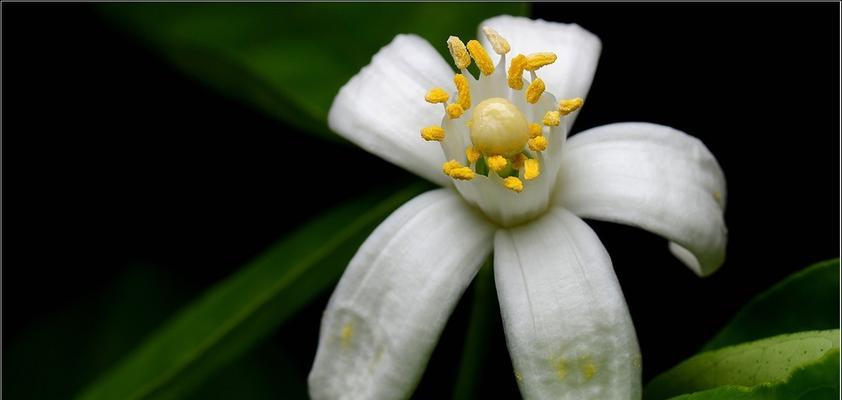 橘子花代表什么意思？橘子花的花语有哪些含义？