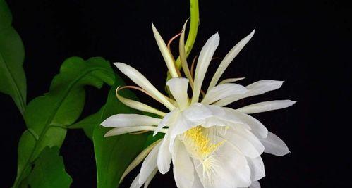 昙花的花语是什么？昙花象征着什么意义？