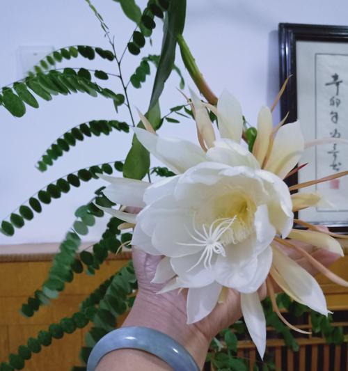 昙花开放预示着什么？昙花的花语和意义是什么？