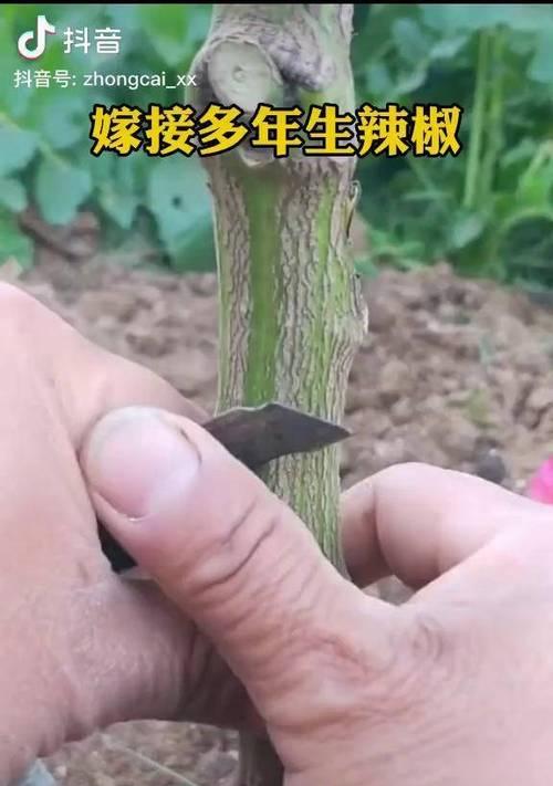 辣椒可以嫁接吗？嫁接技术对辣椒生长有何影响？