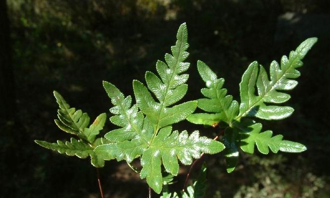 辣椒属于单子叶植物吗？常见误解有哪些？