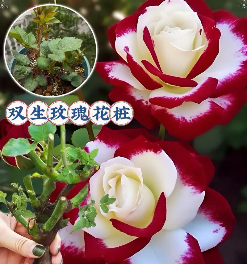 玫瑰花美纹代表什么？