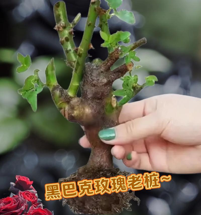 白色黑玫瑰的花语是什么？