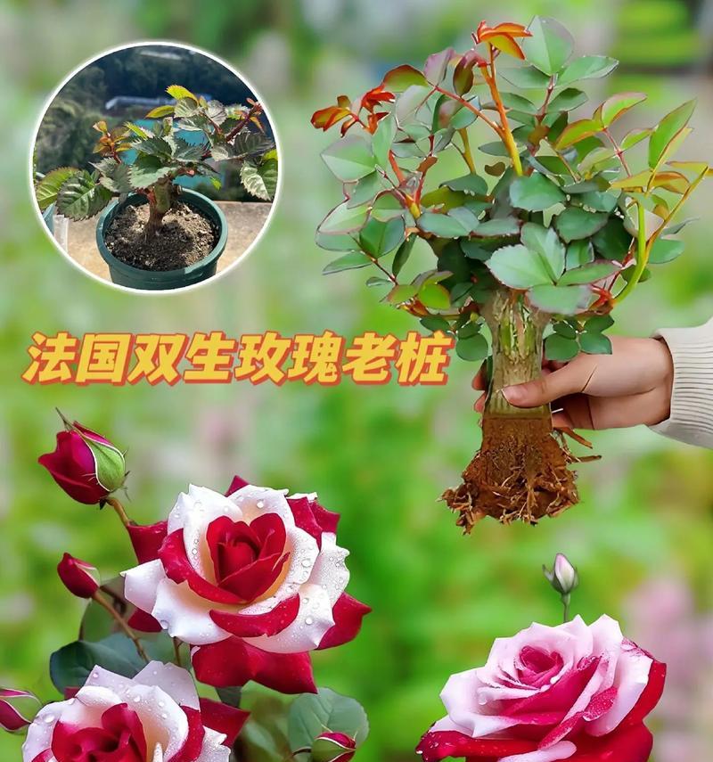 特意种下玫瑰花有何含义？它的花语是什么？