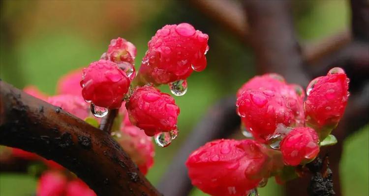 春雨对花卉有何寓意？