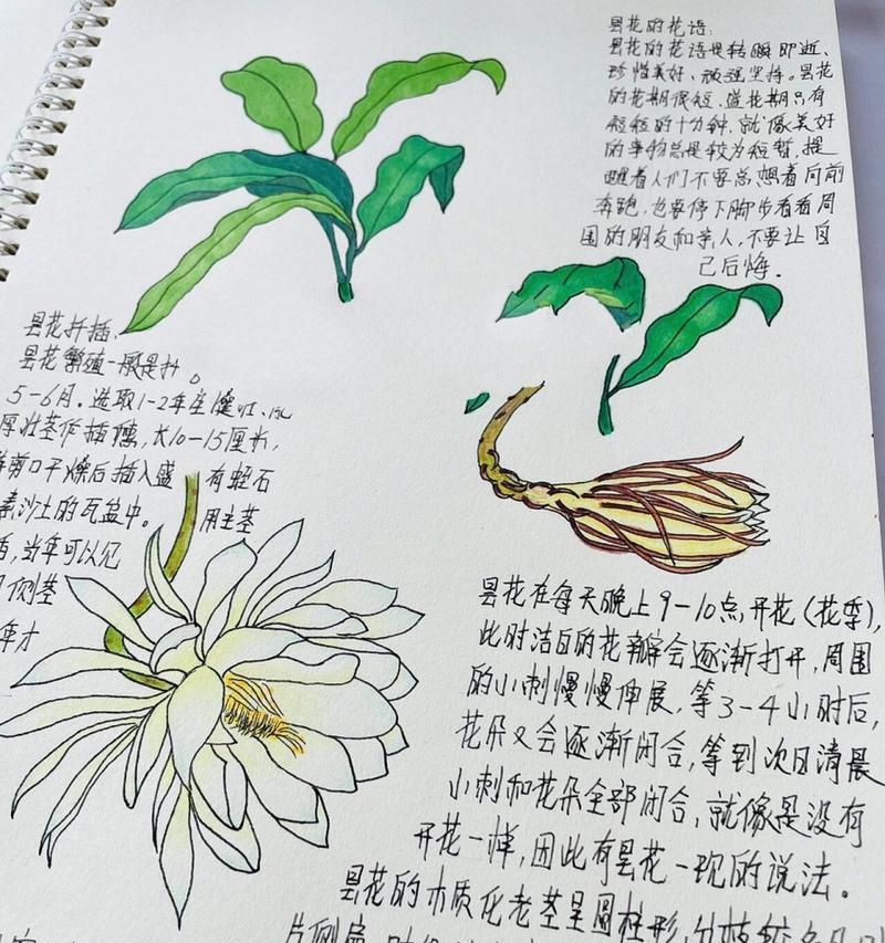 昙花的花语代表什么？昙花开放有何特别含义？