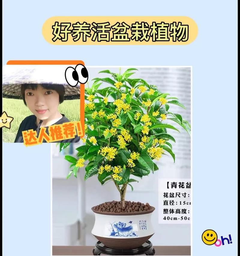 哪些盆栽花卉寓意深刻？寓意深长的盆栽花卉有哪些？