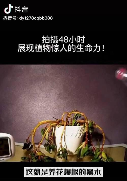 花卉黑水具体有什么作用？如何正确使用？