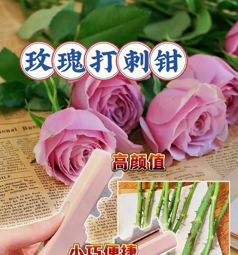 玫瑰花的刺代表什么寓意？为何玫瑰花既有花又有刺？