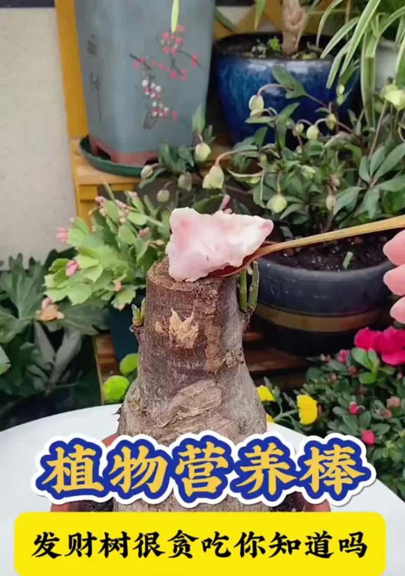 “种草的大叔”所指的花卉是什么意思？它通常用来表达什么情感？