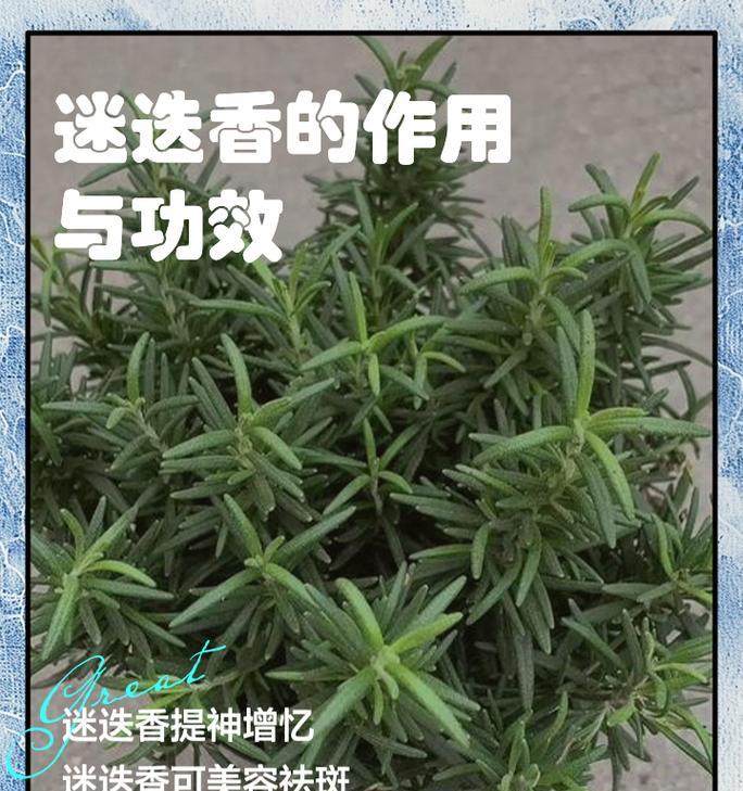 迷迭香的花语代表什么？迷迭香的寓意是什么？