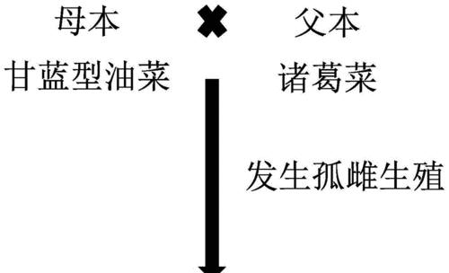 水稻母本品系具体指什么？有什么重要性？