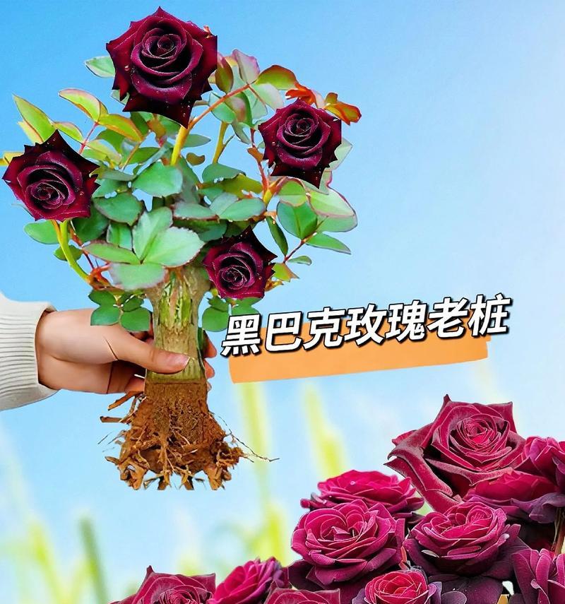 白色喷黑玫瑰花代表什么？它的含义是什么？