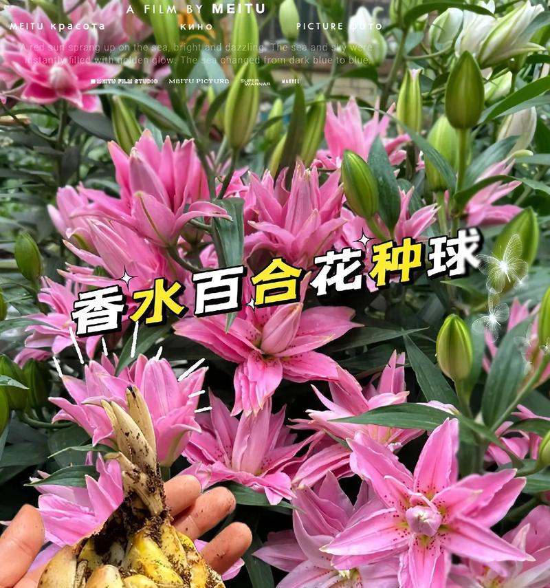 百合花象征什么？哪些菜与之搭配更美味？