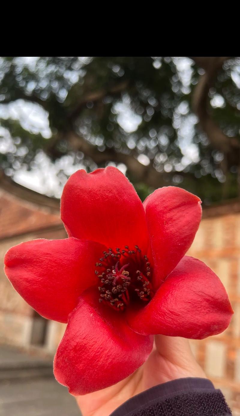 棉花的花语是什么？棉花象征着什么样的品质？