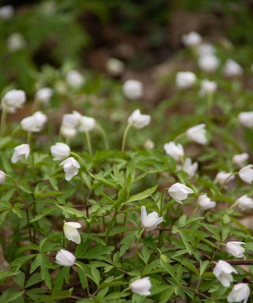 棉花的花语是什么？棉花象征着什么样的品质？