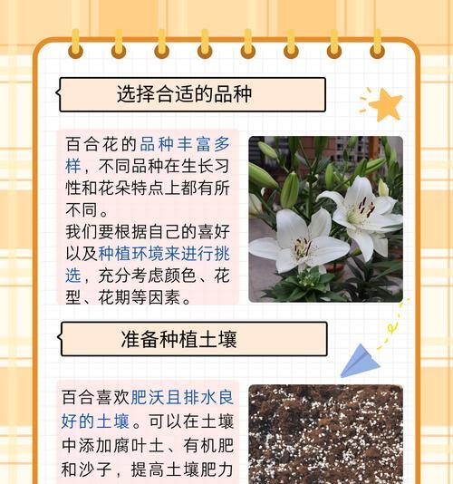 能吃的百合种法是什么？如何正确种植食用百合？